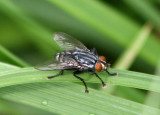 Sarcophaga Flesh Fly species