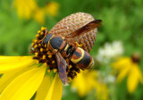 Euodynerus hidalgo; Mason Wasp species