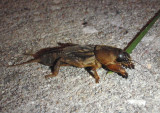 Neocurtilla hexadactyla; Northern Mole Cricket