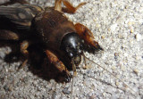 Neocurtilla hexadactyla; Northern Mole Cricket