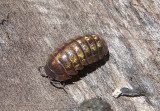 Armadillidium vulgare; Woodlouse species