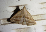 8357 - Macrochilo absorptalis; Slant-lined Owlet