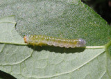 Argidae Sawfly species larva