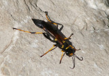 Sceliphron caementarium; Black and Yellow Mud Dauber