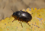 Bothrotes Darkling Beetle species