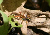 Setanta compta; Ichneumon Wasp species
