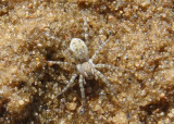 Arctosa littoralis; Wolf Spider species