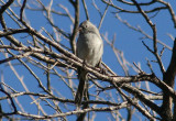 Black-chinned Sparrow; basic