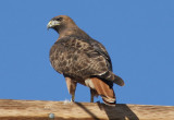 Red-tailed Hawk; rufous morph 