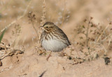 Savannah Sparrow