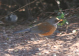 Rufous-backed Robin