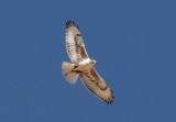 Ferruginous Hawk