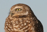 Burrowing Owl