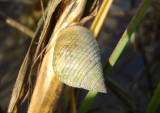 Marsh Periwinkle