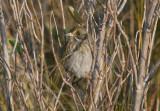 Seaside Sparrow