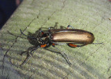 Lytta polita; Blister Beetle species