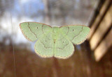 7029 - Nemoria elfa; Cypress Emerald Moth 