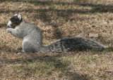 Southeastern Fox Squirrel