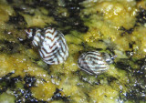 Lineolate Periwinkles