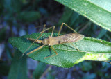 Heza similis; Assassin Bug species