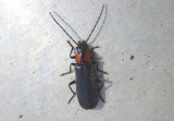 Rhagonycha Soldier Beetle species