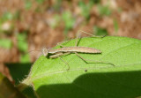 Tenodera aridifolia; Chinese Manitd nymph; exotic