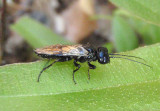 Acantholyda Sawfly species