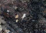 Entomobryidae Slender Springtail species