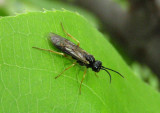 Ametastegia pallipes; Violet Sawfly; exotic