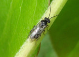 Nematinae Common Sawfly species