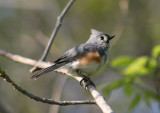 Tufted Titmouse