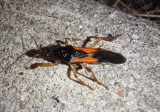 Sirthenea carinata; Assassin Bug species