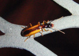 Leptotrachelus dorsalis; Ground Beetle species