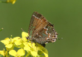 Callophrys gryneus gryneus; Olive Juniper Hairstreak