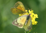 Colias eurytheme; Orange Sulfur pair