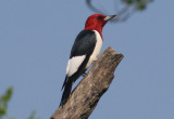 Red-headed Woodpecker