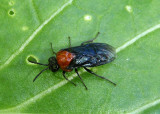Tethida barda; Black-headed Ash Sawfly