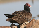 Turkey Vulture