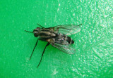 Paradidyma singularis; Tachinid Fly species