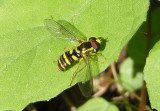 Xanthogramma flavipes; Syrphid Fly species; male