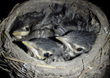 American Robins; juveniles