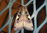 10942 - Xestia c-nigrum/dolosa complex; Dart Moth species