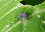 Ceutorhynchus Weevil species; exotic