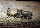 2693 - Prionoxystus robiniae; Carpenterworm Moth; male