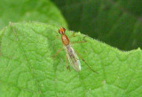 Compsobata univitta; Stilt-legged Fly species