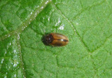 Cyphon Marsh Beetle species