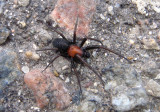 Titanoeca Spider species