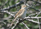 Clay-colored Sparrow