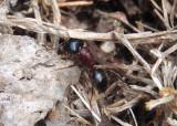 Camponotus novaeboracensis; New York Carpenter Ant
