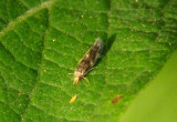 Hydroptilidae Microcaddisfly species